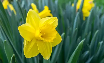 Сказка о Нарциссе