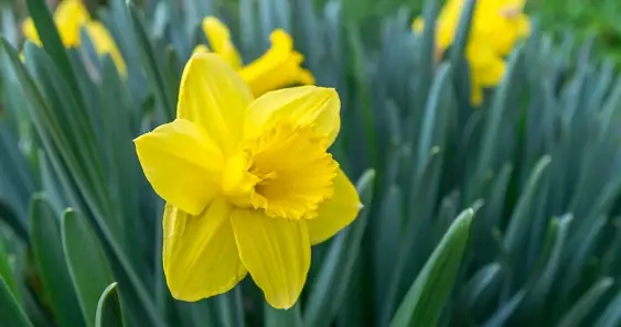 Сказка о Нарциссе