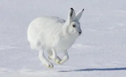 Сказка о Доброте
