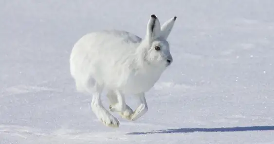 Сказка о Доброте