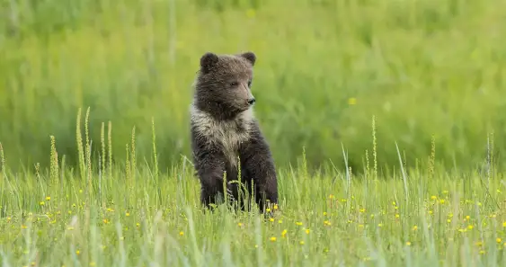 Сказка о потерявшемся медведе