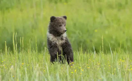 Сказка о потерявшемся медведе