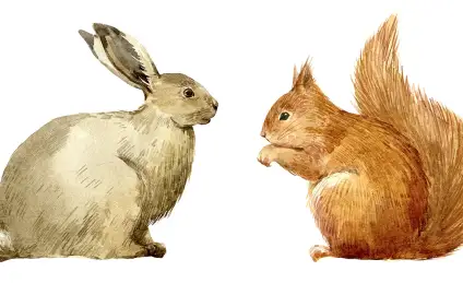 Как белка зайцу жизнь спасла