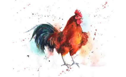 Петушки-задиры