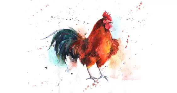 Петушки-задиры