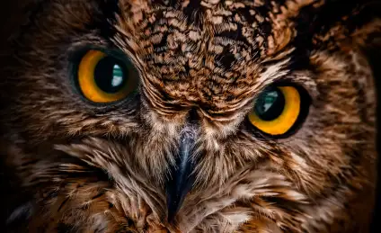 Сова-Ворчунья