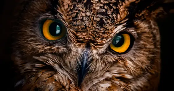 Сова-Ворчунья