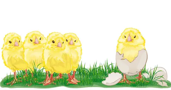 Непослушный цыпленок