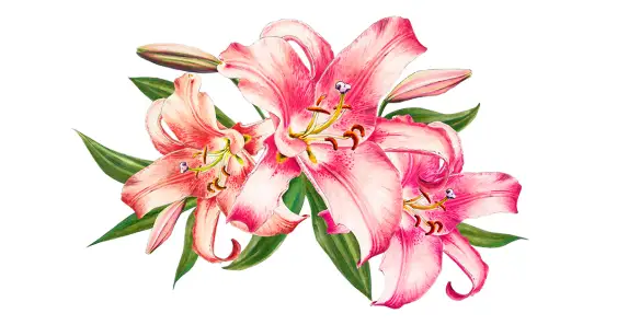 Лилии и заветное желание девочки Лилии