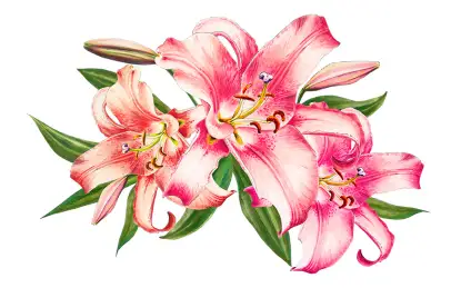 Лилии и заветное желание девочки Лилии