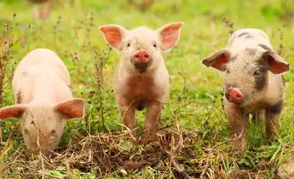 Три современных поросенка