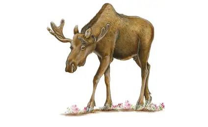 Как Лось урожай собирал