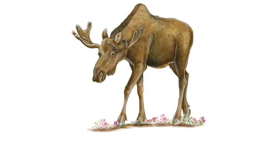 Как Лось урожай собирал