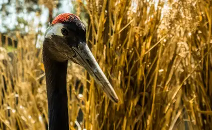Ловкий журавль и лиса-аферистка