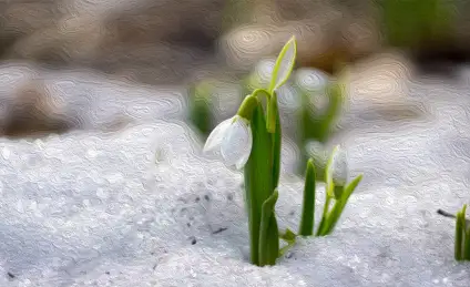 Последний подснежник