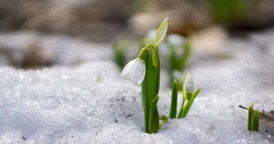 Последний подснежник