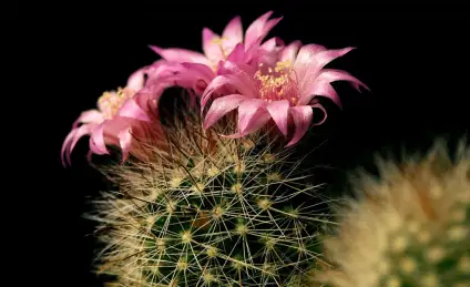 Дружеский кактус