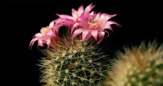 Дружеский кактус