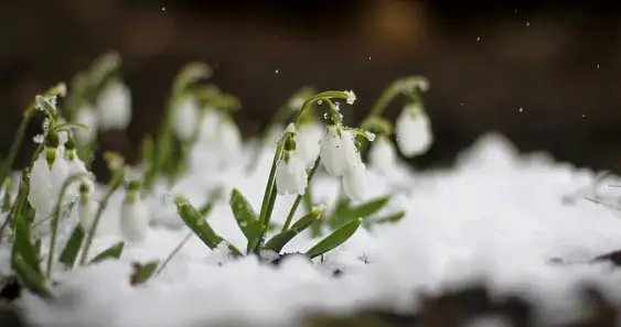 О Подснежнике