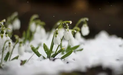 О Подснежнике