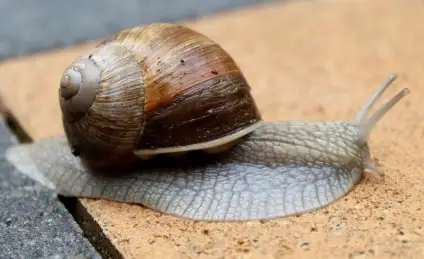 Сказка об Улитке