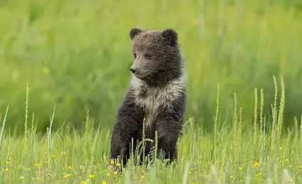 Как Весна непослушного медвежонка спасла
