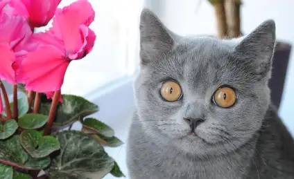 День рождения кошки Марси