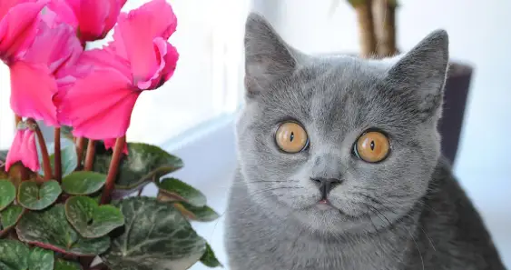 День рождения кошки Марси