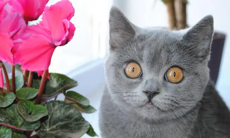 День рождения кошки Марси