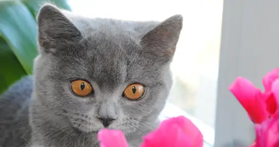 Кошки-мышки