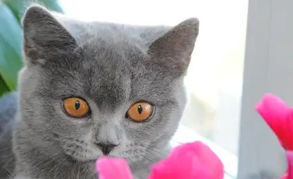 Кошки-мышки