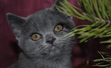 Марси-модница