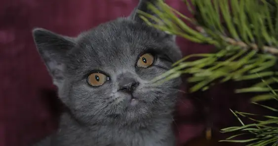 Марси-модница