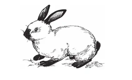 Как крольчонок Cнежок искал друзей