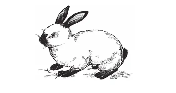 Как крольчонок Cнежок искал друзей