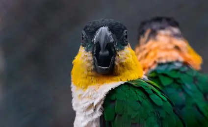 Сказка о ворчливом попугае