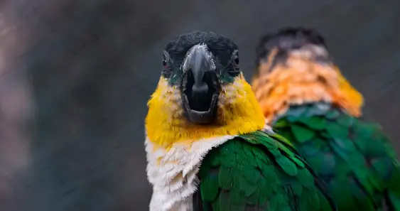 Сказка о ворчливом попугае