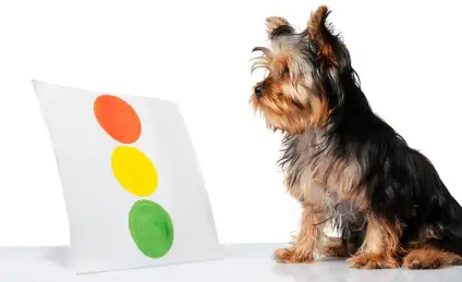 Как песик Дружок со светофором познакомился 