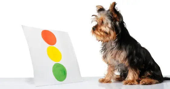 Как песик Дружок со светофором познакомился 