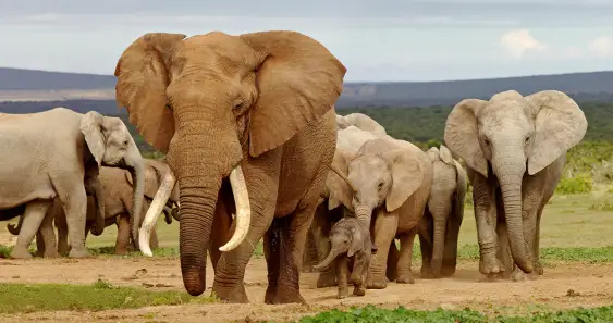Слонёнок, которого обижали в школе