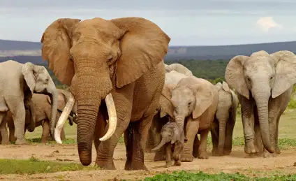 Слонёнок, которого обижали в школе
