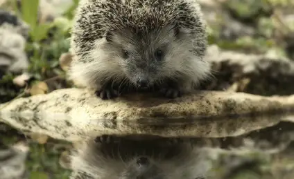 Сказка о маленьком Ёжике