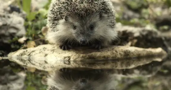 Сказка о маленьком Ёжике