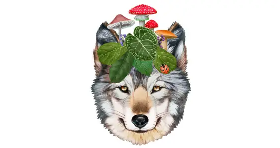 Секрет волшебного леса