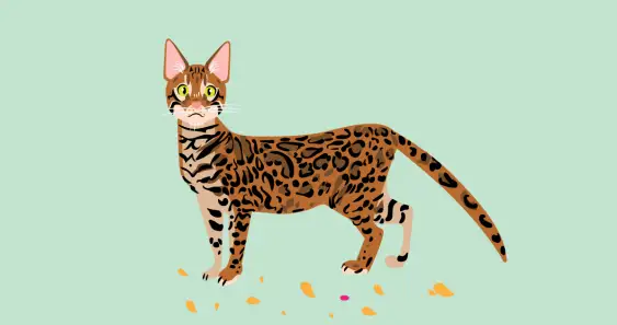 Трусливый котёнок