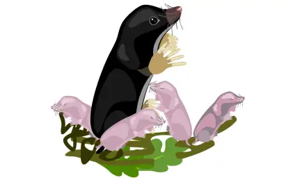 Сказка о кротах