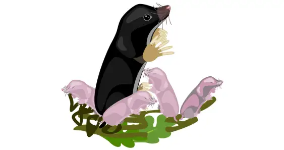 Сказка о кротах