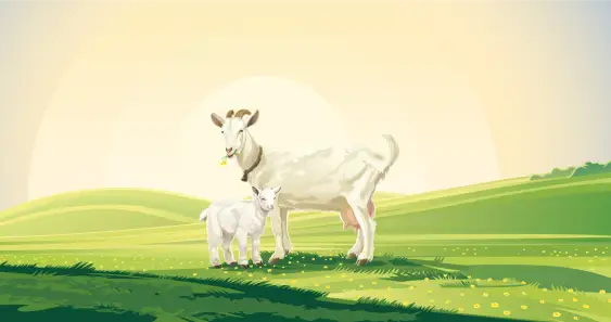 Козочка Нюська, чужая хозяйка и первый снег