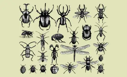 В мире насекомых, или Как жужелица стала огород защищать