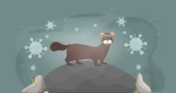 Почему плохо быть зазнайкой, или Высокомерная норка